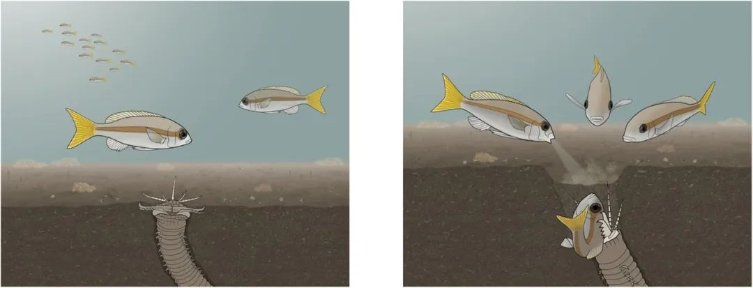 罕见的博比特虫和蛙鱼夜间狩猎,博比特虫把鱼撕成两半