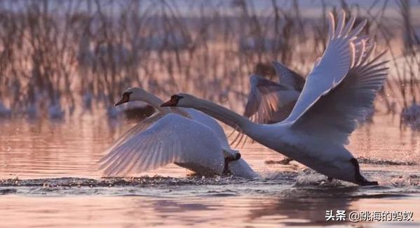 坝上草原拍照打卡,旅游打卡坝上草原