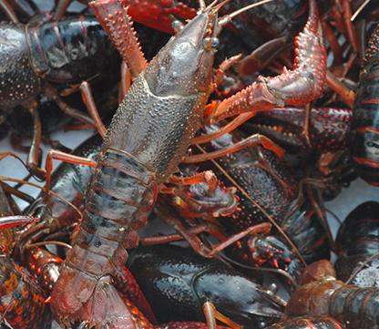 买小龙虾选中青还是小青,红壳青壳小龙虾