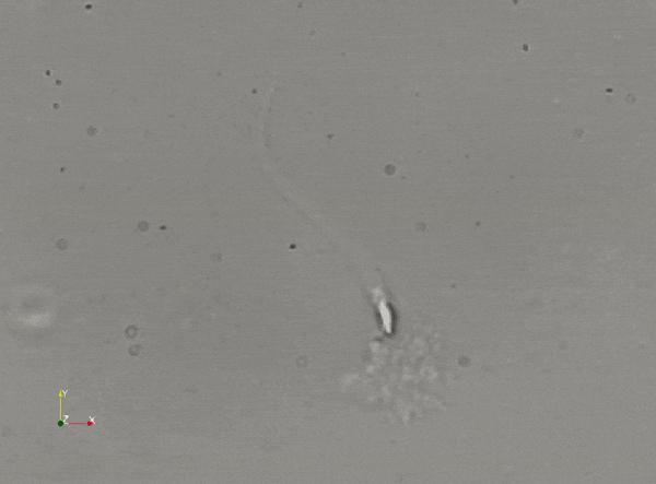 为什么精子会以蝌蚪的形式存在,科学家首次发现精子运动