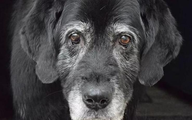 狗狗一下长很多白毛是什么原因,狗狗的毛发有白毛是什么毛病