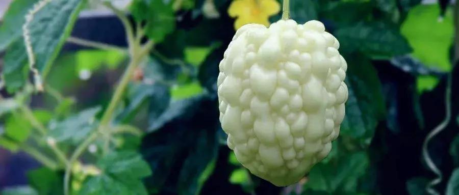 回村创业什么项目合适,十大热门农村创业项目