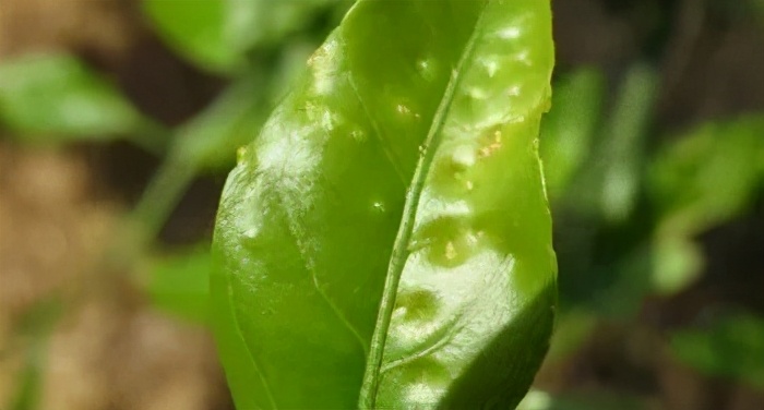 疮痂病，现已发现发病！常规、高阶、以及顶级版用药推荐