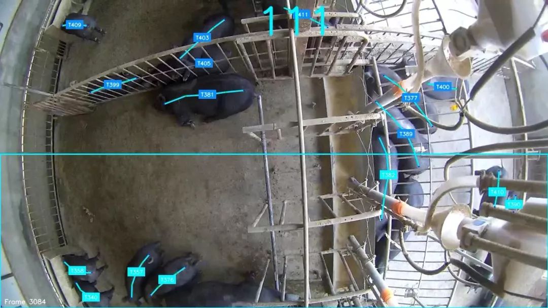 京东网易阿里巴巴养猪,阿里网易养猪业