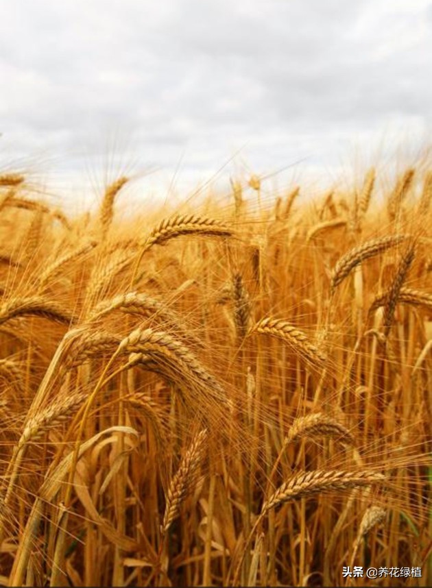 今天清明是晴天好还是下雨好,清明节前一天下雨有什么说法
