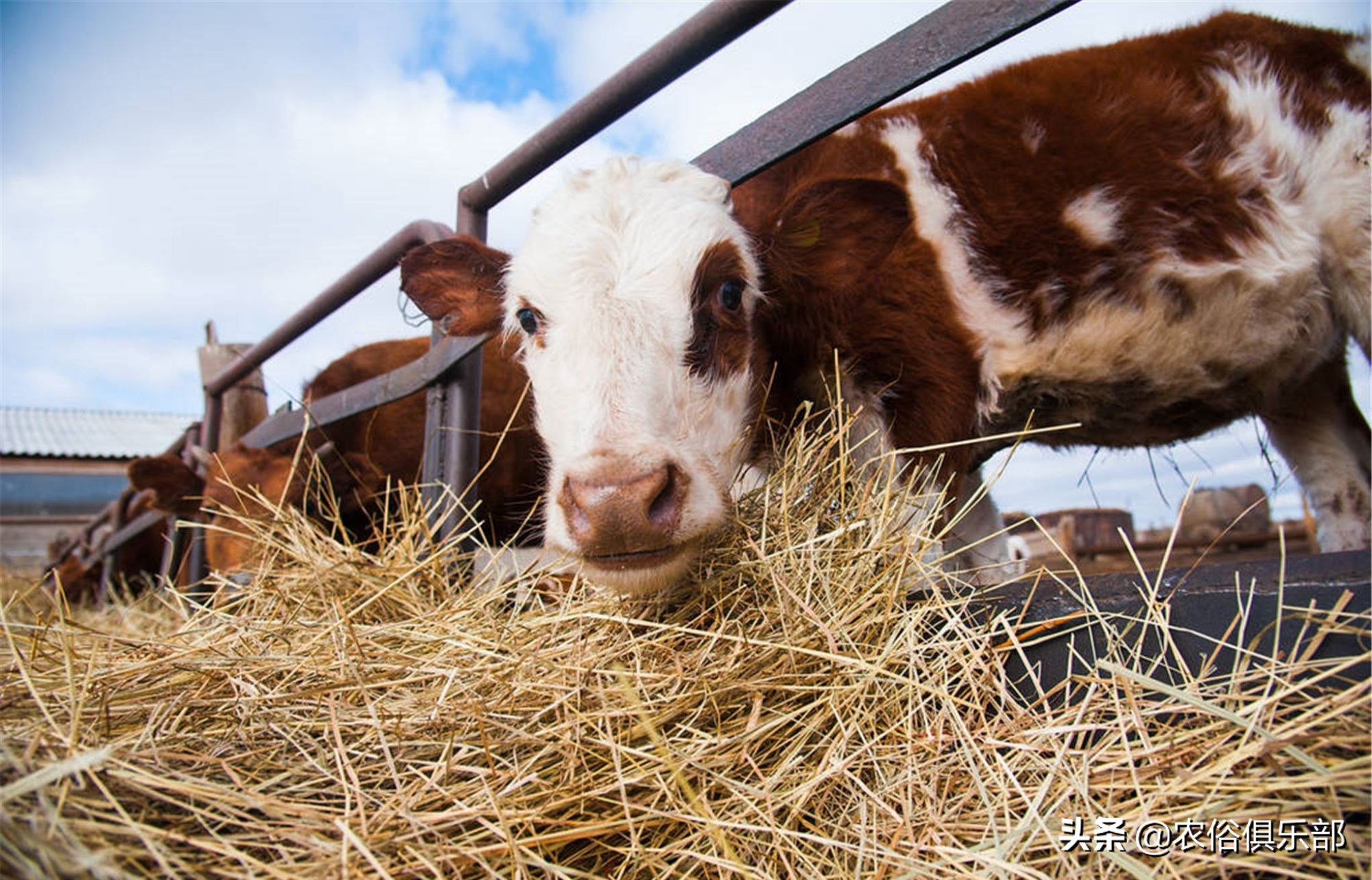多省爆发牛皮肤病,三伏天不建议买牛,这些建议值得养牛人借鉴