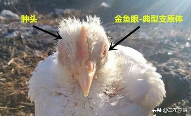 鸡支原体感染的特效药,治疗鸡支原体用什么药