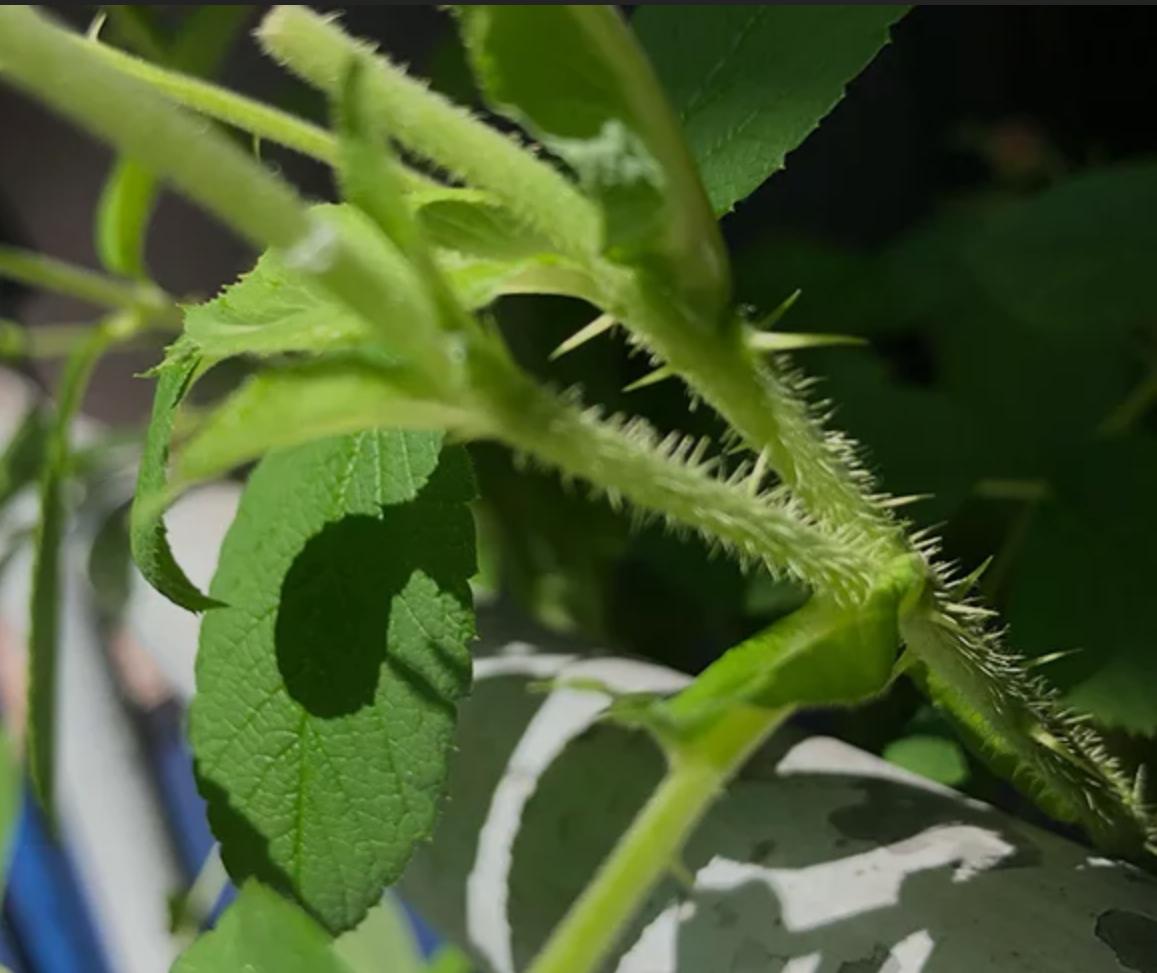 月季玫瑰蔷薇芍药牡丹的区别,玫瑰是月季和蔷薇的杂交