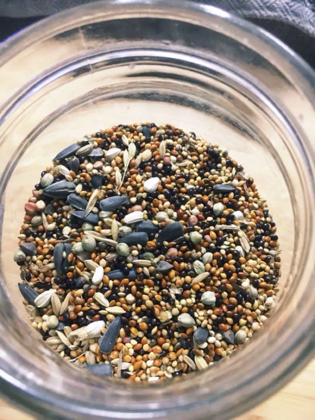 家养鹦鹉喂小米,鹦鹉怎么喂谷物好养