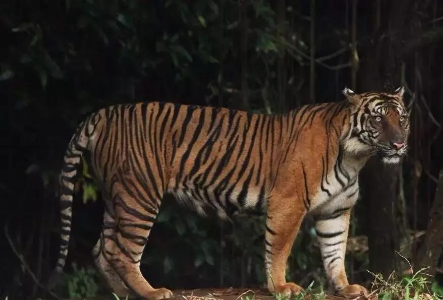 哪种犬可以单挑过老虎,能战胜狼的猛犬