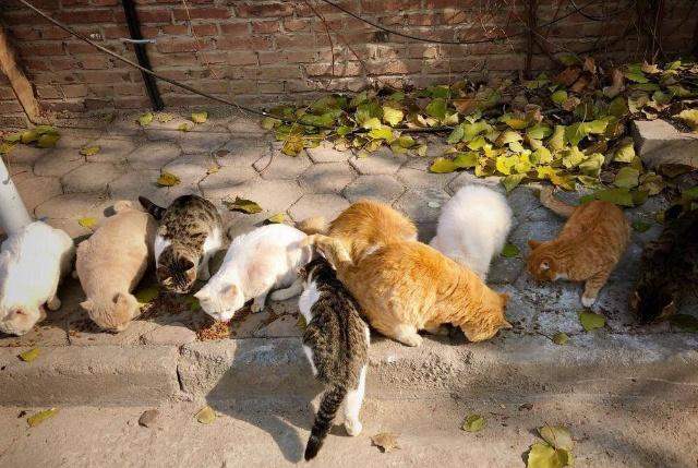 好心人给流浪猫喂食物,给流浪猫喂食物偷偷偷走小流浪猫