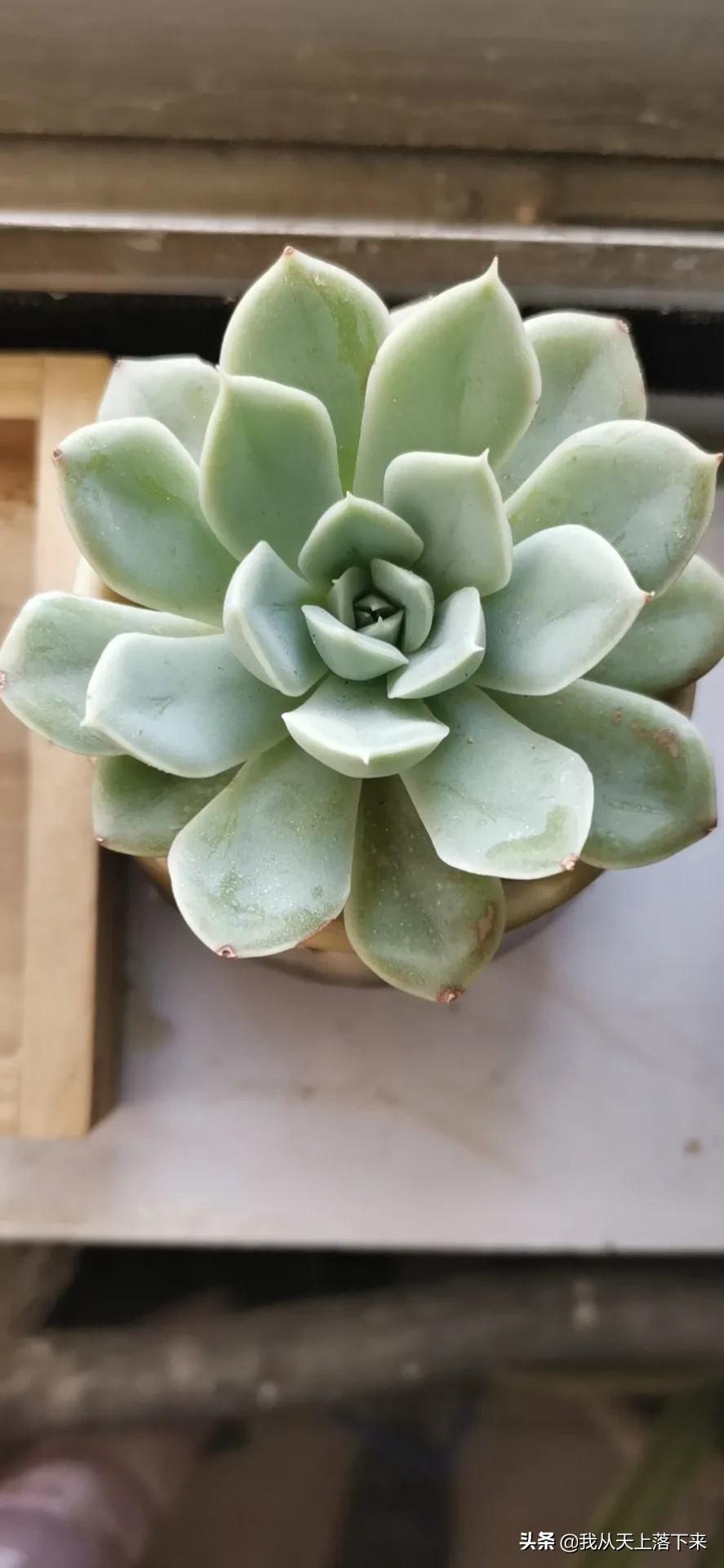 89种常见多肉植物品种图，实物拍摄，还不认识的小伙伴赶紧收藏好