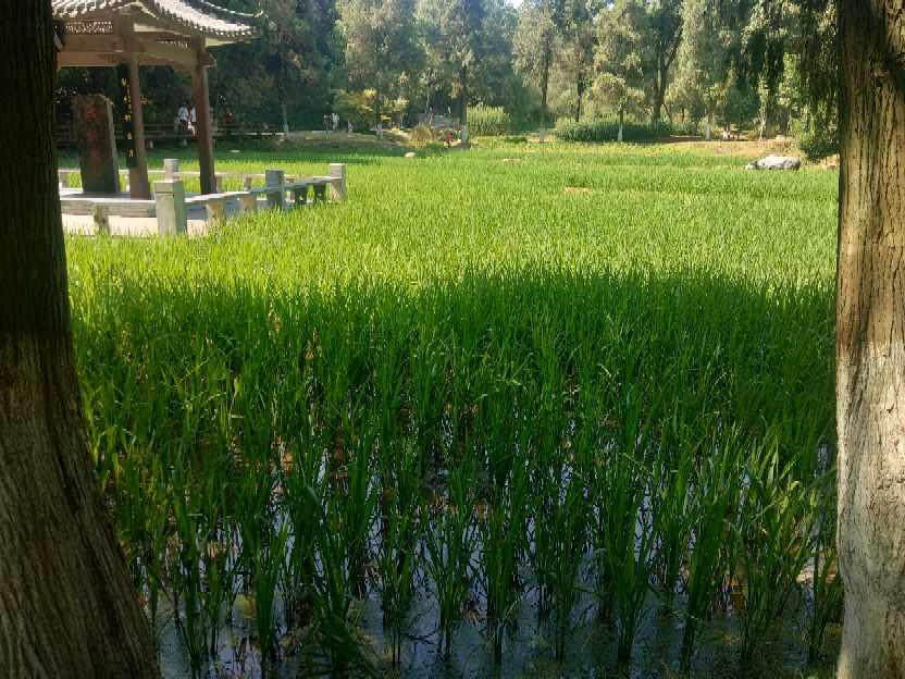 襄阳人苞谷味在臆想中的古隆中卧龙岗居于何地?