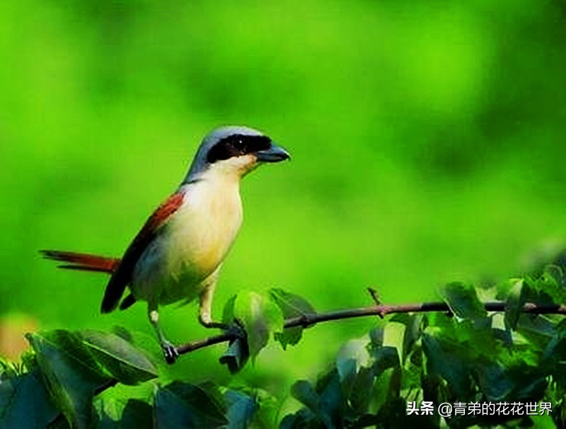 粗暴简单的训鸟方法,最野蛮的招数