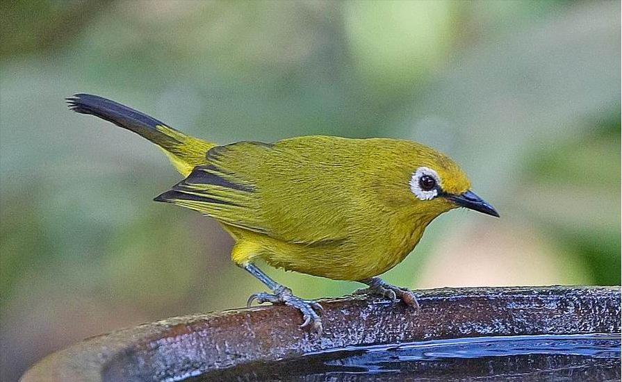 东江揽胜,惠州淡水常见鸟类图谱