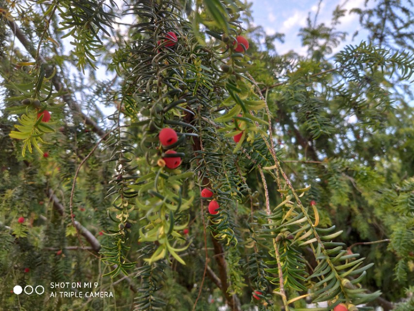 欧洲红豆杉历史,现在的红豆杉树什么样子