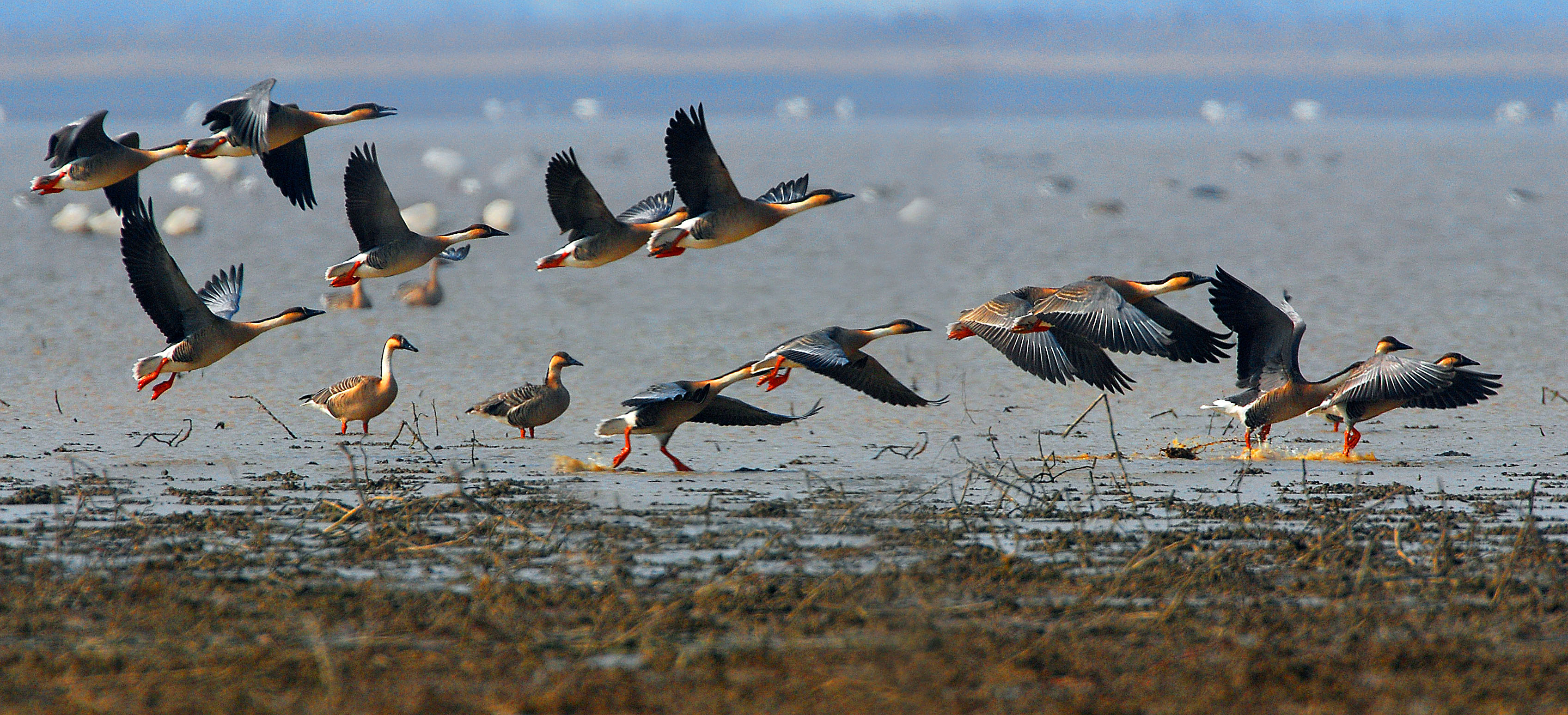鄱阳湖中国最大淡水湖,鄱阳湖最大淡水湖