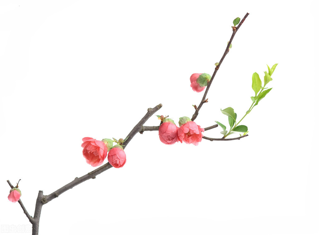 满分作文青春奋斗类,满分作文生命如夏花