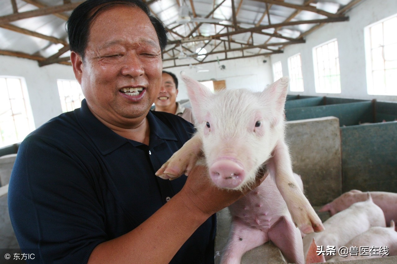 产房仔猪腹泻教学视频,仔猪产房拉稀口服中药