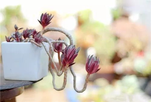 多肉老桩速成法，根本用不了三五年！美的大开眼界