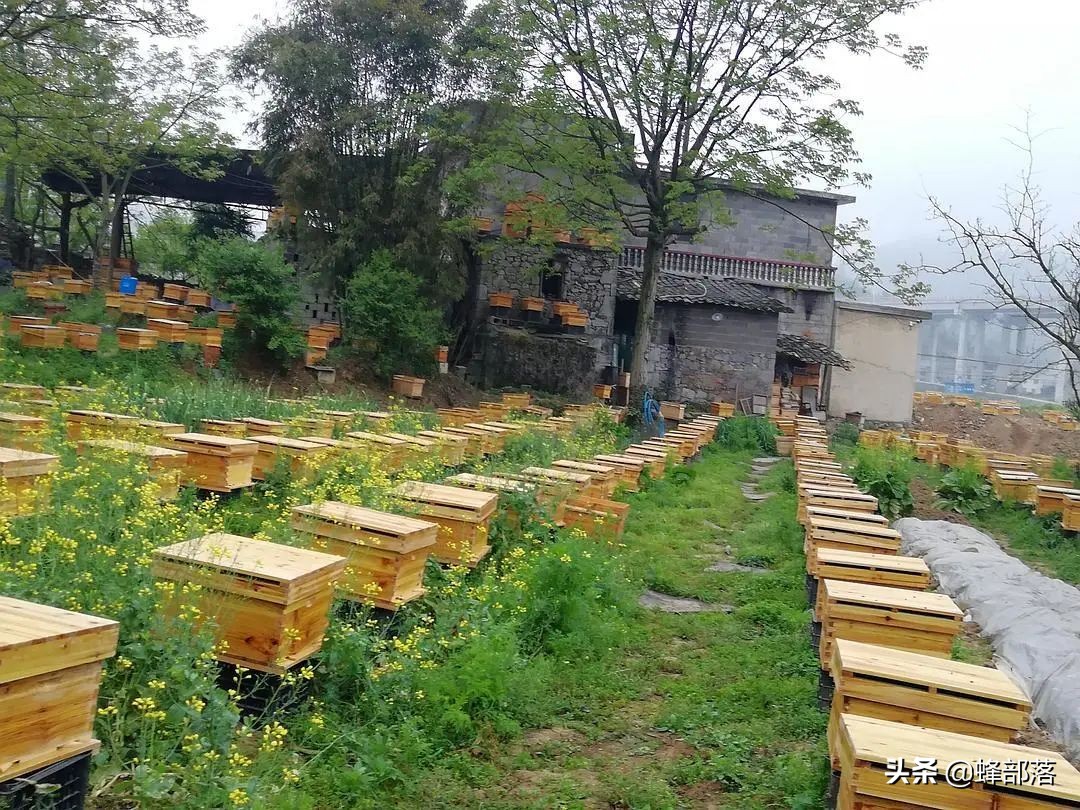 中华蜜蜂和意大利蜜蜂同区养,中国外来昆虫的危害及防治