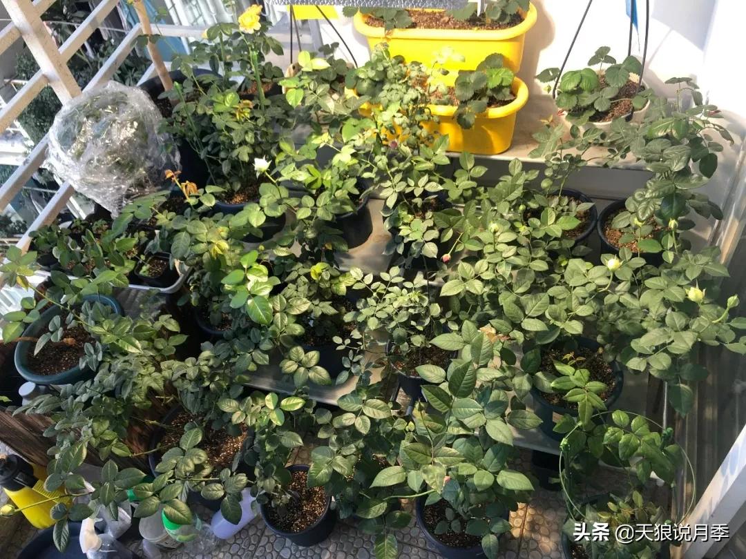 北阳台无直射光,北阳台直射光