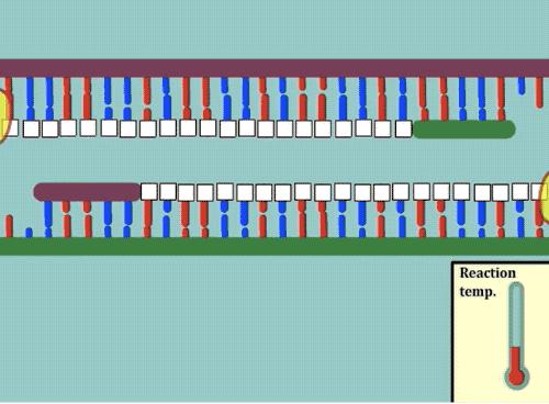 美国新冠自测官方承认吗,检验新冠核酸的试剂有哪些