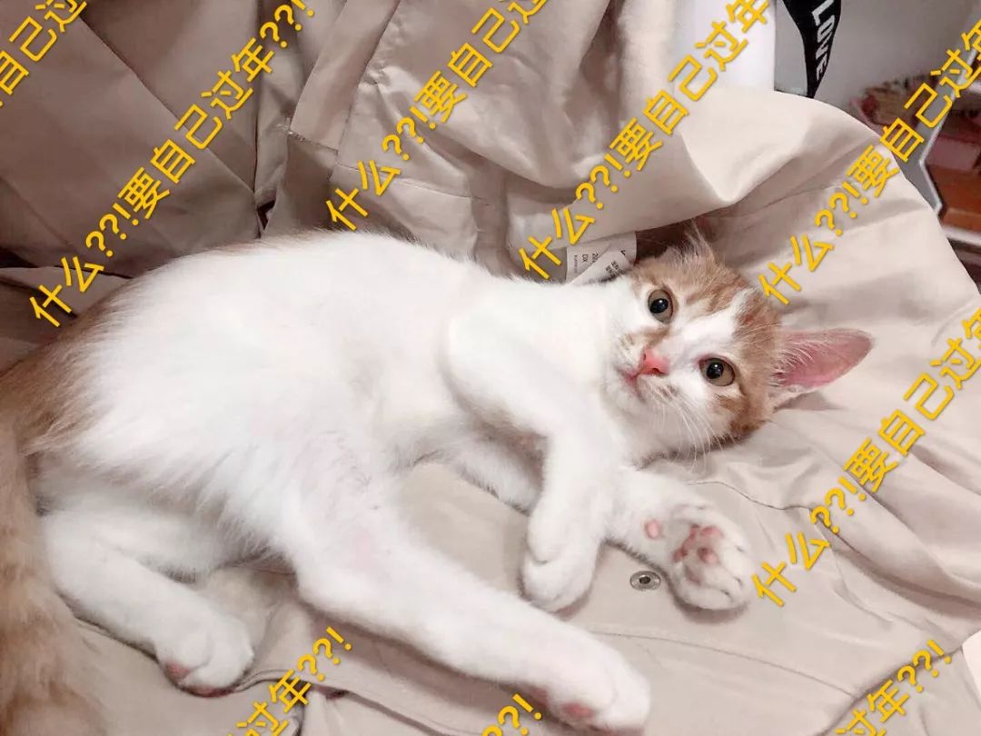 铲屎官旅游小猫咪开门,铲屎官出门猫咪躲床下