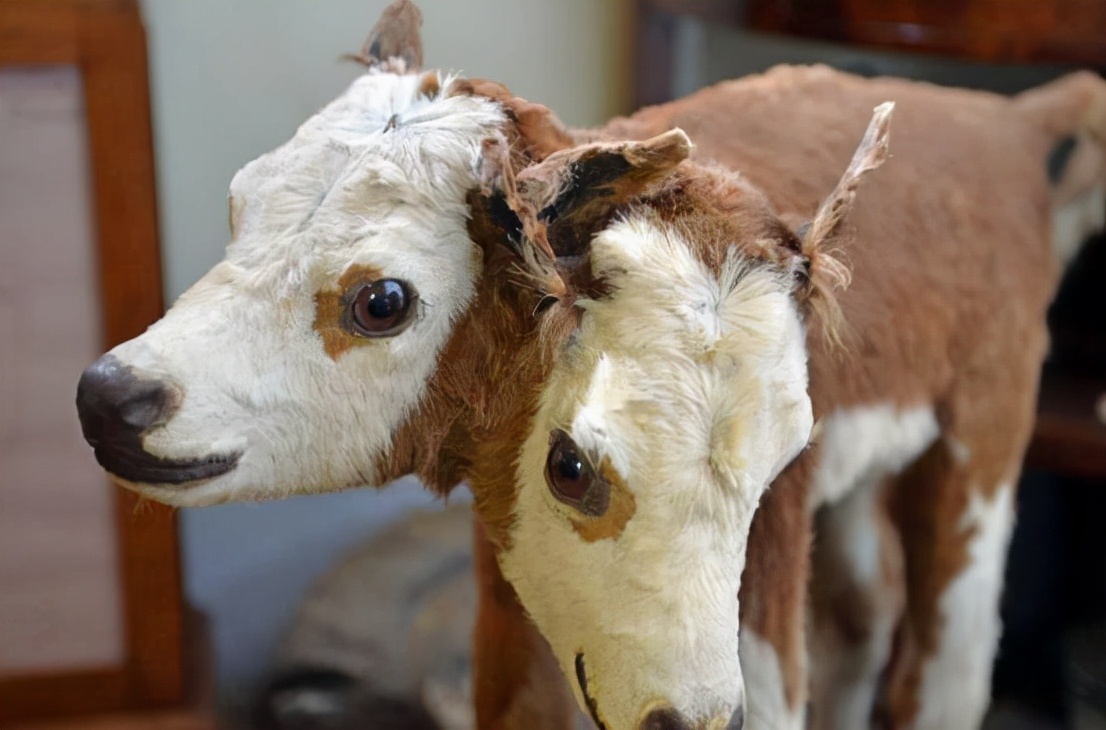 世界上真的有双头龟吗,双头乌龟是怎么出现的