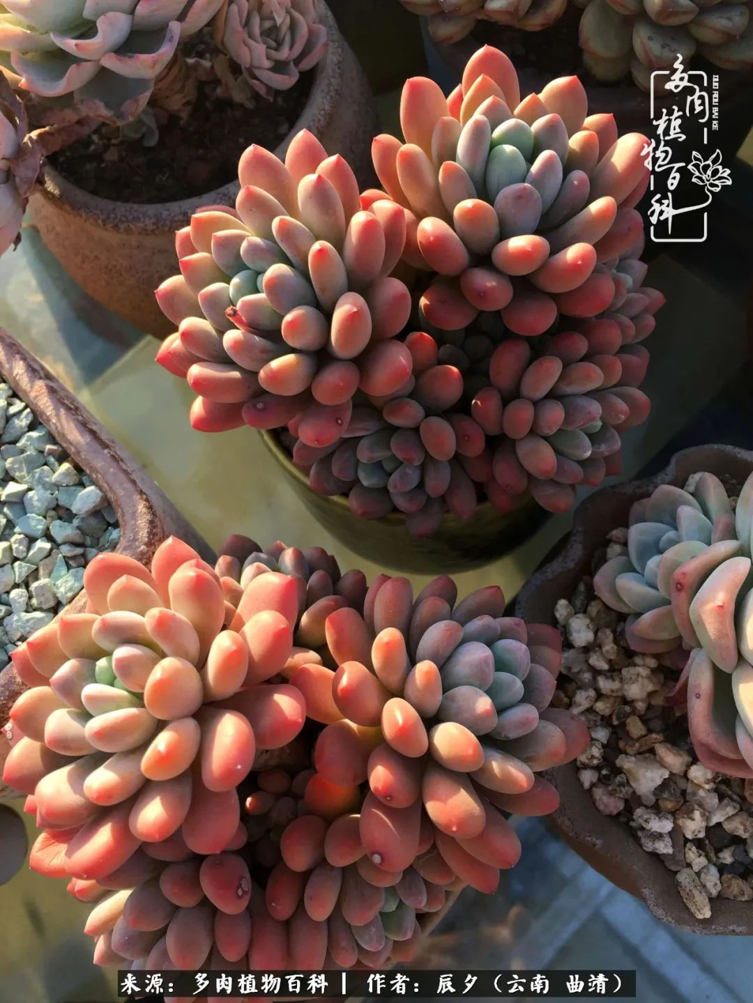 缂辩换鏃栨棊钁宠暏鐢熼,缂辩换鏃栨棊钁宠暏鐢熼鍑哄