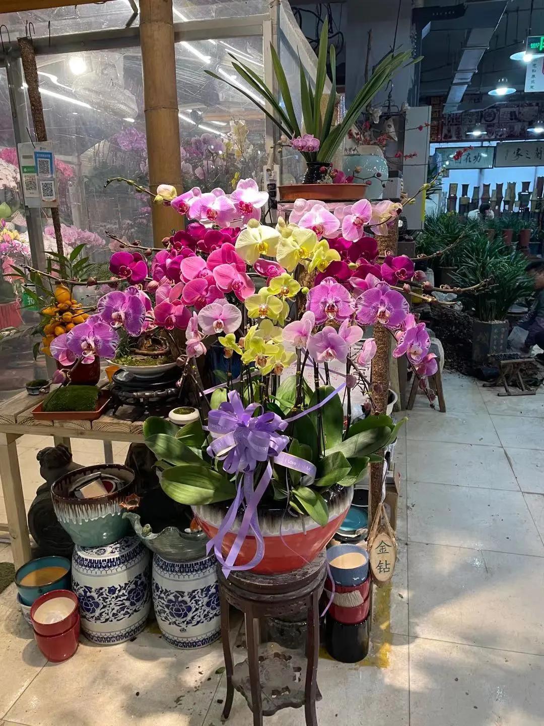 实拍青岛花卉市场！你每年都会选购哪些品种的年宵花呢？