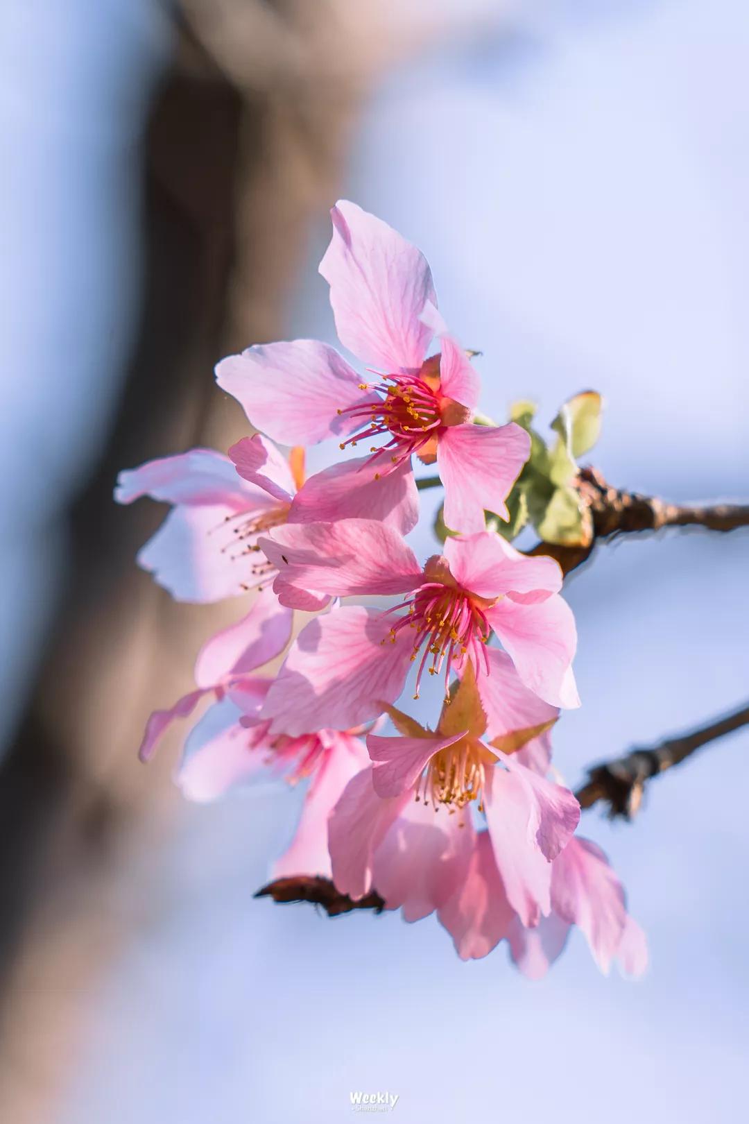 深圳樱花专列,深圳蛇口樱花列车