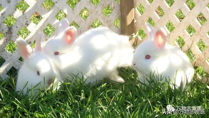 兔兔要死之前的征兆,兔兔突然死亡的原因