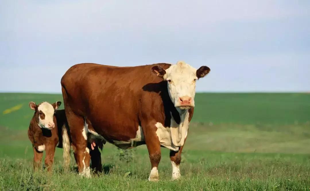 母牛怎么做好产子,怎样做好母牛的人工授精