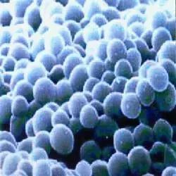 酵素减肥原理和方法有哪些,酵素减肥真的靠谱吗日本