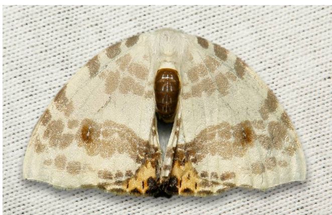 动物界十大伪装高手视频,动物界的伪装之王