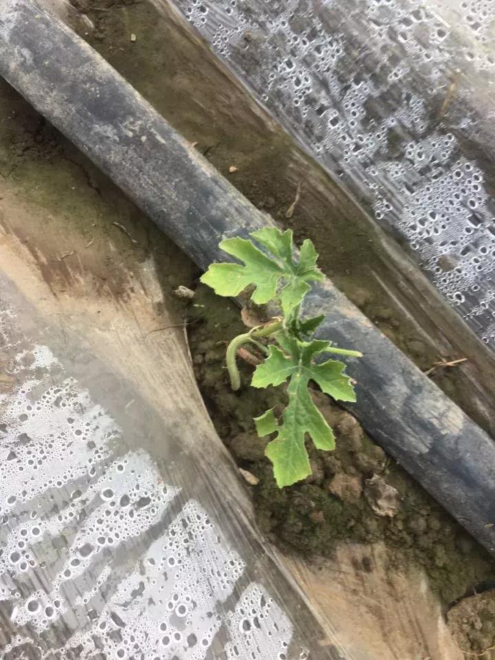 西瓜小叶病西瓜叶片卷曲原因,西瓜龙头皱缩什么原因