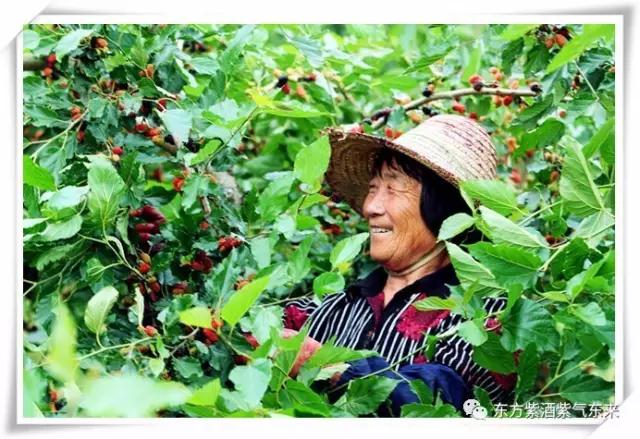 一杯紫酒，轻松周末，采摘品鉴邀您相约