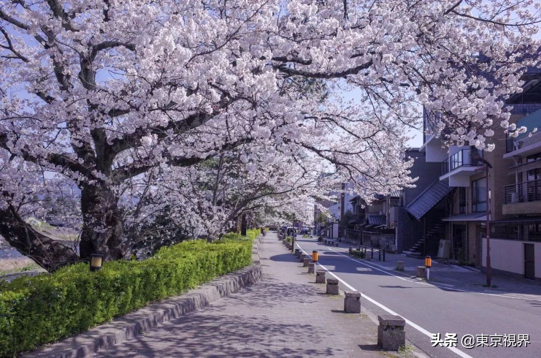 我在京都,攒下一整个春日的绝美樱色送给你。