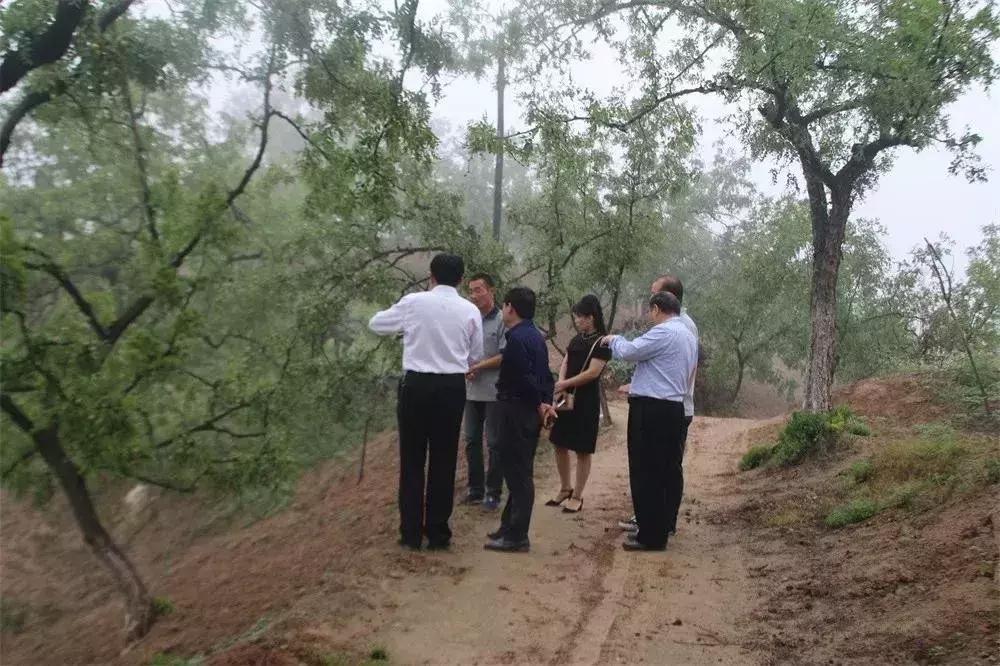 如何使红枣变得又大又红,延川红枣