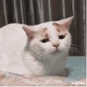 父母不让养猫有什么说服的理由,妈妈坚决不让养猫怎么说服