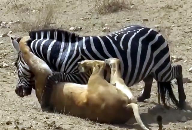 母狮抓住小斑马老斑马见死不救,母狮独自将斑马赶进狮群包围圈
