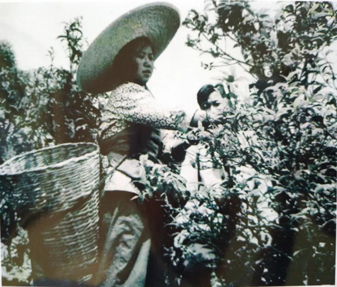 云南腾冲碧玉茶,腾冲茶有哪些