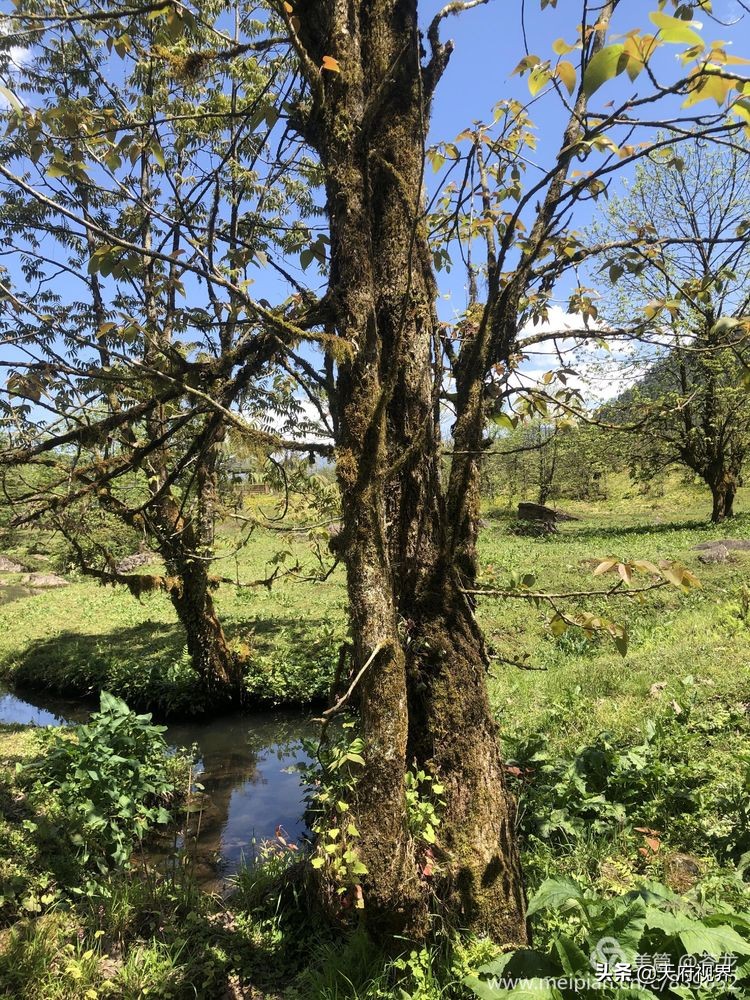 中国百慕大黑竹沟了解一下,穿越黑竹沟揭秘中国百慕大