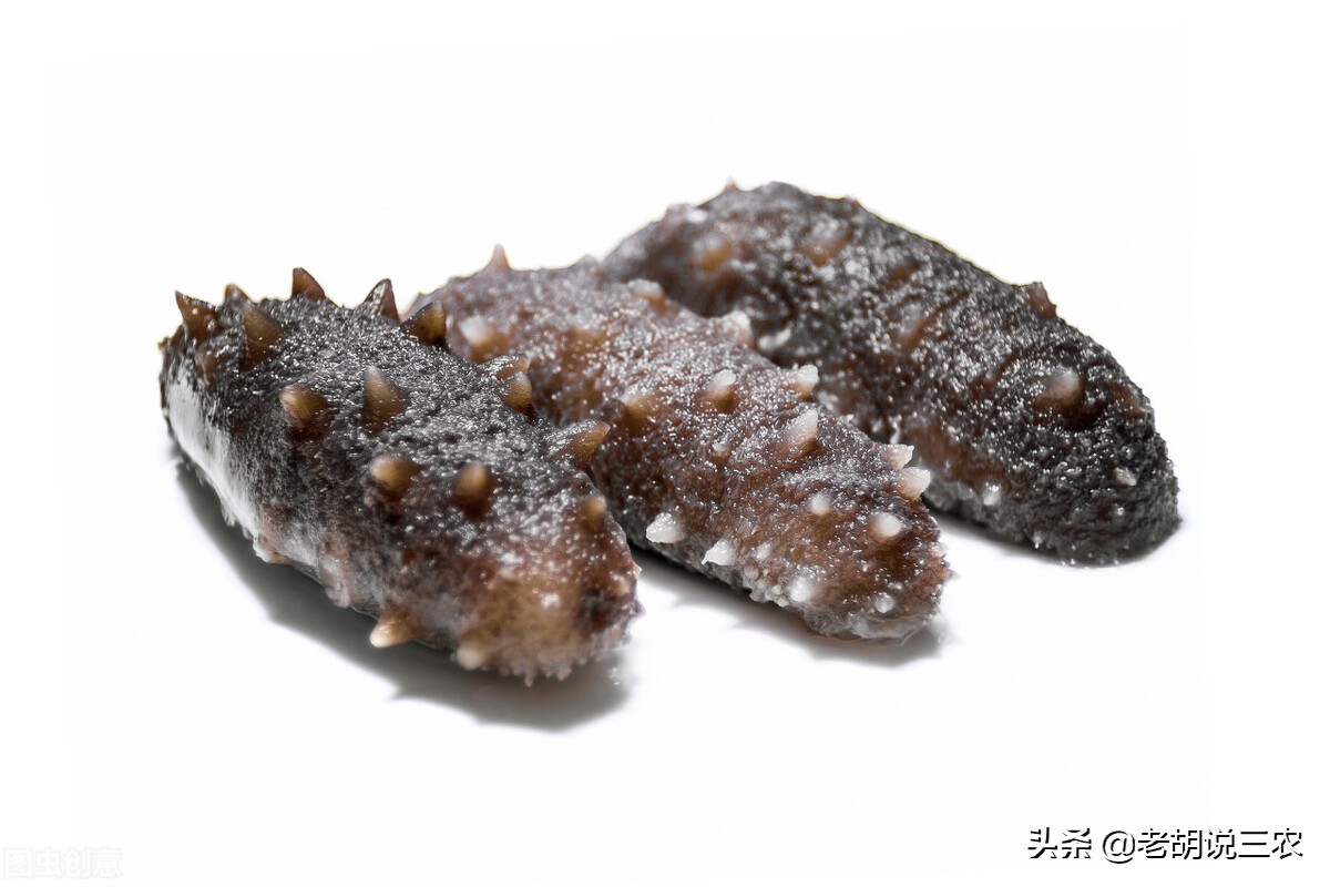 湿海参和干海参价格差别这么大,干海参与即食海参价格差别很大