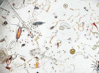 卡赫净水器值不值得买,美的净水器值不值得买