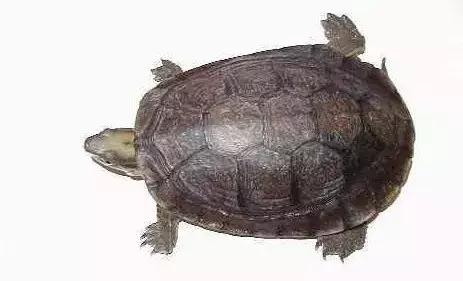 三线闭壳龟和潘氏闭壳龟区别,金头闭壳龟和三线闭壳龟同池