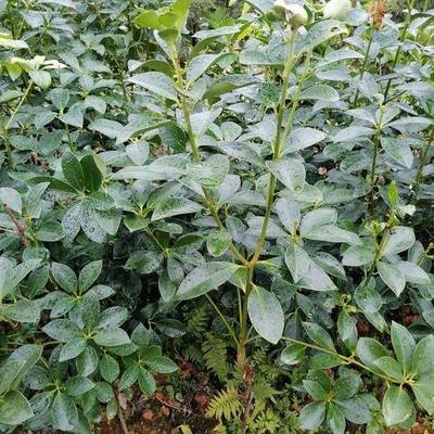 八角的香气是香料中最霸气的,八角和什么香料都具有芳香的气味