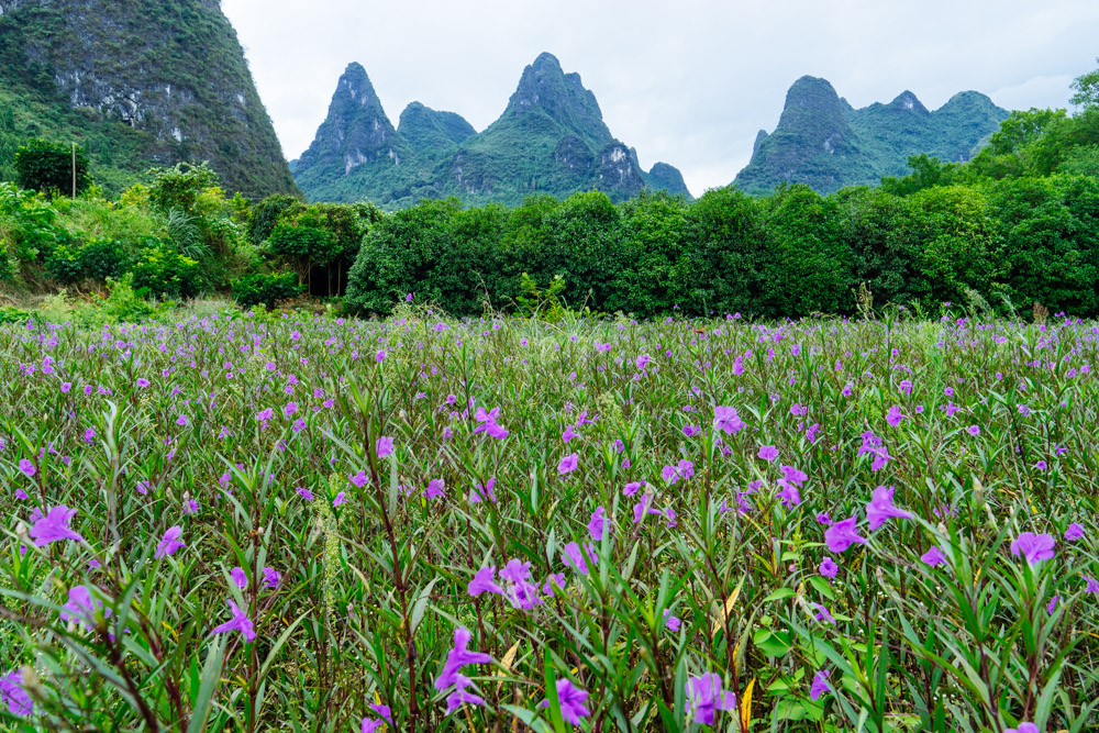 桂林旅游有没有租电瓶车的,桂林租电动车旅游