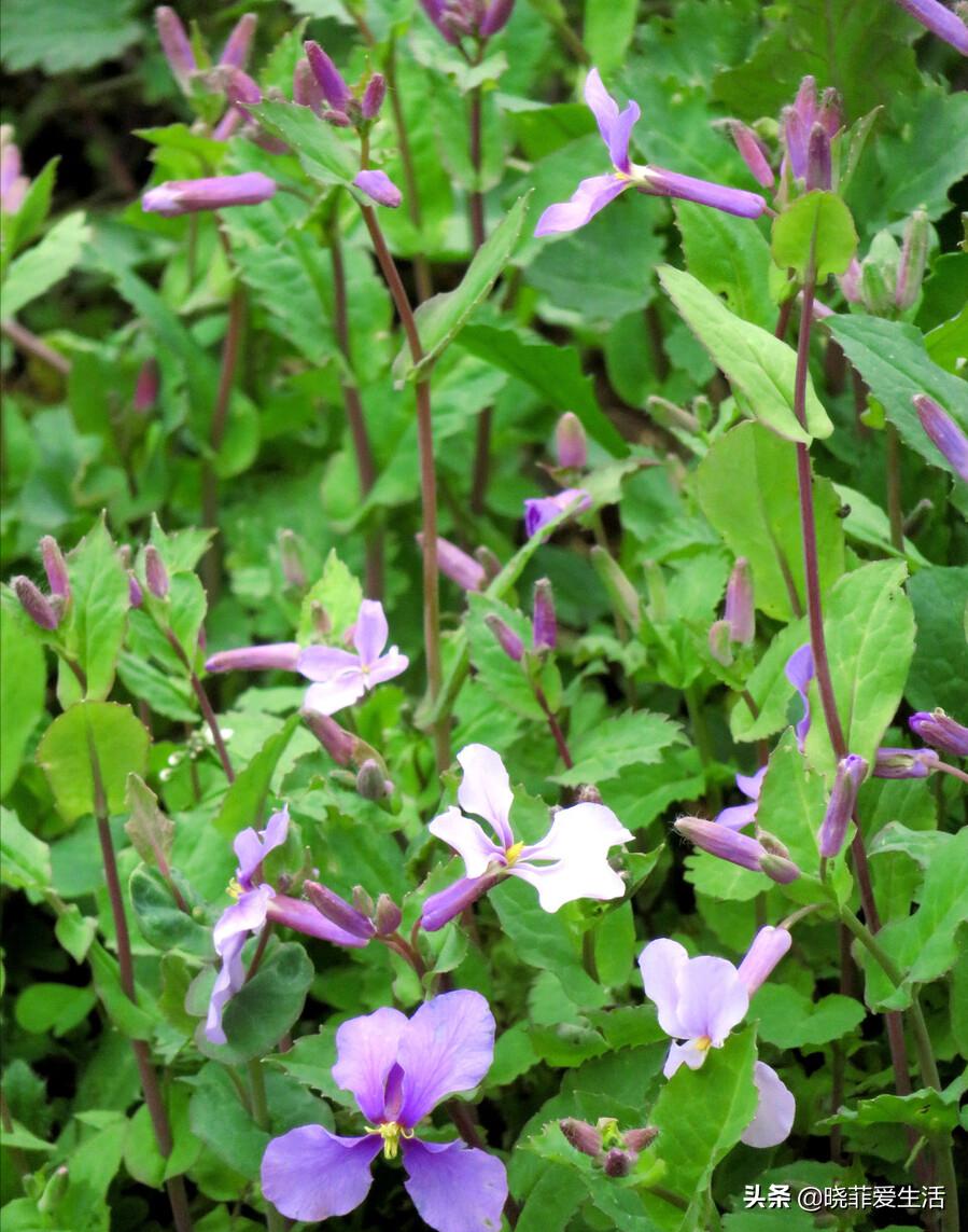 常见野草名称大全,农村常见野草名字大全